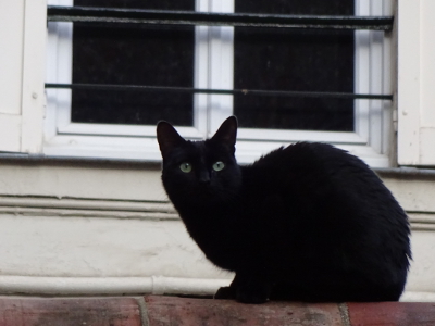 パリ、黒猫