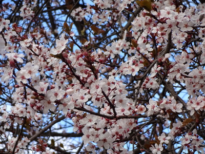 フランス パリの桜