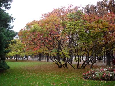パリのリュクサンブール公園