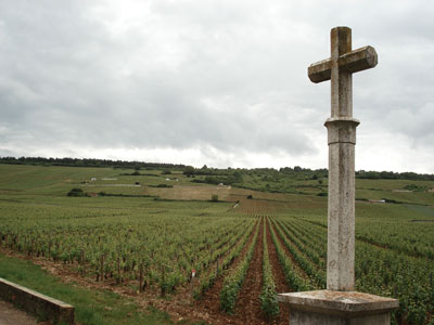フランス ブルゴーニュ ラ ターシュの畑